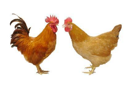 �����ز����Ƽ�